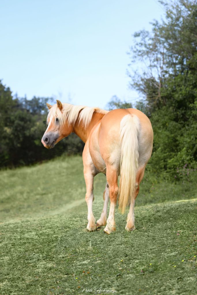 balzane-ollahia-pouliniere-haflinger